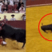 En video: joven torero murió tras ser embestido por toro de 700kg