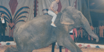 Gardeazábal y sus locuras: un estilo de gobernar que dejó huella