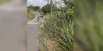 La maleza se tomó la vía a La Marina y pone en riesgo a conductores y ciclistas