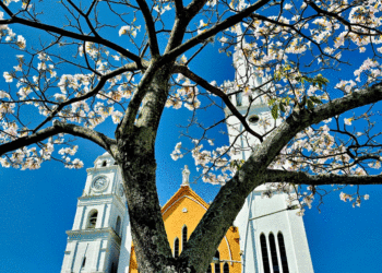 Tuluá se pinta con los colores del Guayacán