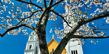 Tuluá se pinta con los colores del Guayacán