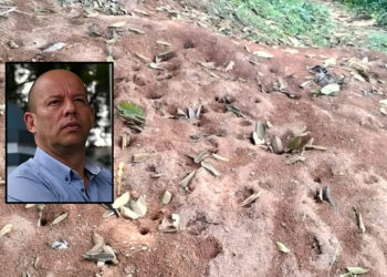 La apasionante vida del doctor Hormiga