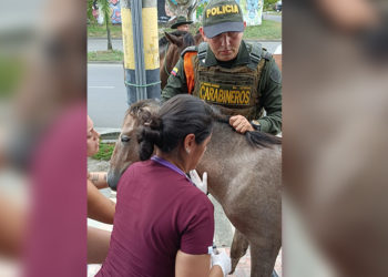 Caballo atropellado en  Tuluá reaviva alerta por animales sueltos en vías urbanas