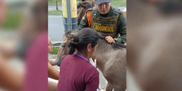Caballo atropellado en  Tuluá reaviva alerta por animales sueltos en vías urbanas