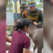 Caballo atropellado en  Tuluá reaviva alerta por animales sueltos en vías urbanas