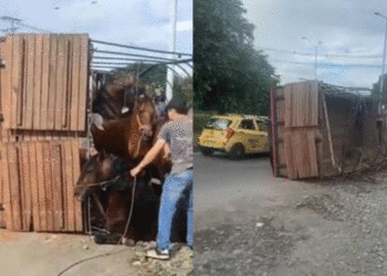 El Tino Asprilla habló tras el accidente de un camión que transportaba a sus caballos en Tuluá