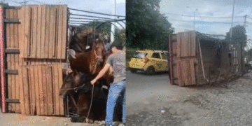 El Tino Asprilla habló tras el accidente de un camión que transportaba a sus caballos en Tuluá