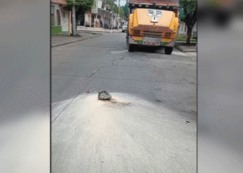 Hombre intentó prenderle fuego a chiva en Tuluá