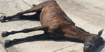 Caballo carretillero murió en Tuluá por presunto maltrato animal