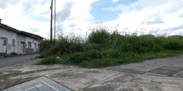 La maleza y el abandono en plena avenida del rio (Más Caucherazos aquí) 👇🏽