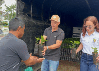 Sevilla renovará sus cafetales con 170.000 nuevas plántulas