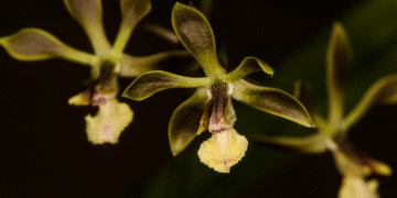 Tuluá ya tiene orquídea oficial: la Encyclia Tuluaensis