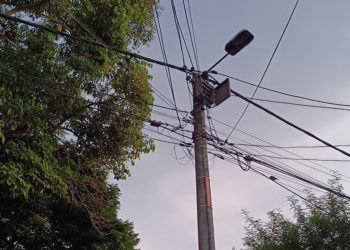 Habitantes de Portales del Río piden intervención ambiental por riesgo de árboles