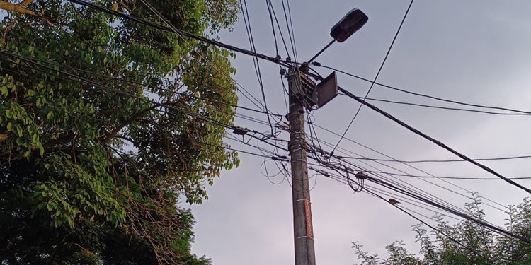 Habitantes de Portales del Río piden intervención ambiental por riesgo de árboles