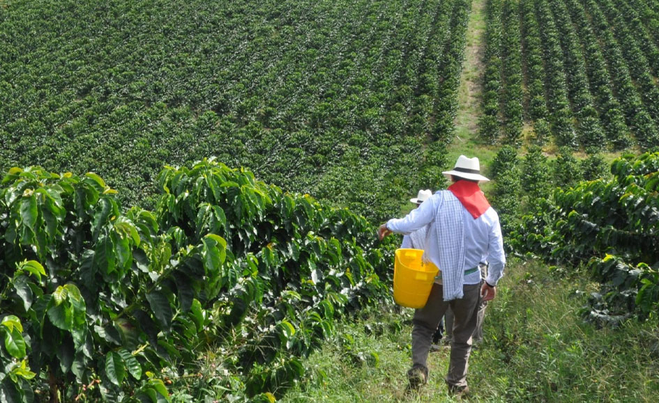 Valle del Cauca impulsa soberanía alimentaria para producir más y vender sin intermediario