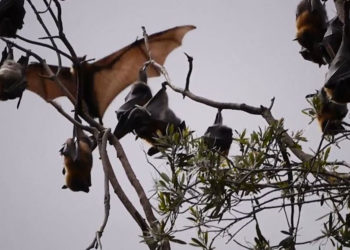Alerta sanitaria en el Valle: autoridades piden extremar precauciones por murciélagos activos durante el día