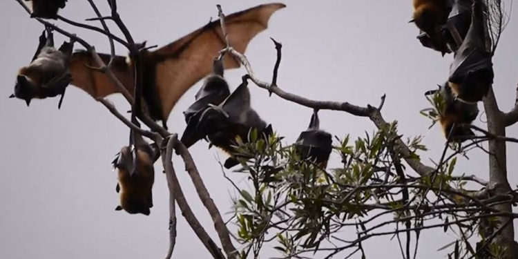 Alerta sanitaria en el Valle: autoridades piden extremar precauciones por murciélagos activos durante el día