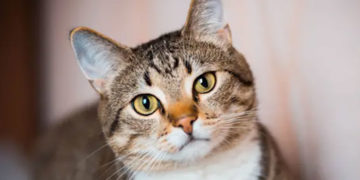 Alerta sanitaria por hongo que se transmite de gatos a humanos: estas son las señales de riesgo