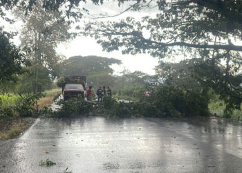 Árbol cae y bloquea por completo la vía La Unión – La Victoria tras fuertes lluvias