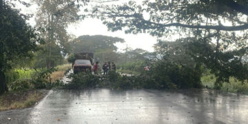 Árbol cae y bloquea por completo la vía La Unión – La Victoria tras fuertes lluvias