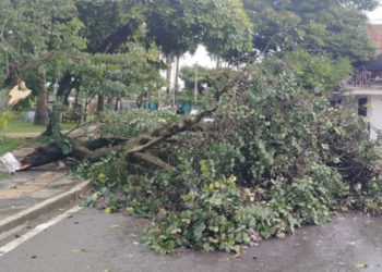 Árboles caídos y techos desprendidos deja fuerte vendaval en Tuluá