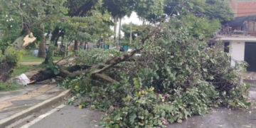 Árboles caídos y techos desprendidos deja fuerte vendaval en Tuluá