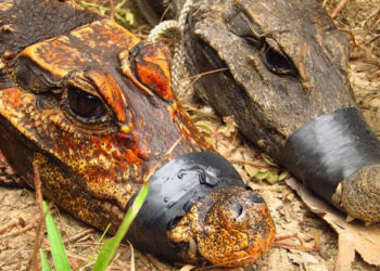 Cocodrilos que viven en cuevas podrían estar evolucionando hacia una nueva especie