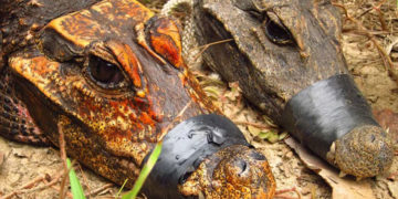 Cocodrilos que viven en cuevas podrían estar evolucionando hacia una nueva especie
