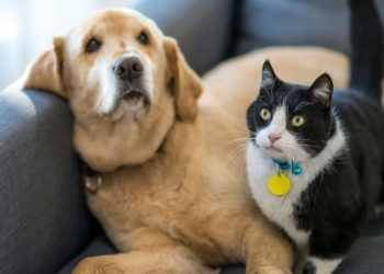 Fallo de la Corte Suprema abre la puerta a licencias pagas por fallecimiento de mascotas