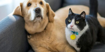 Fallo de la Corte Suprema abre la puerta a licencias pagas por fallecimiento de mascotas