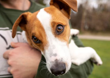 Alquilar mascotas en Japón: la nueva respuesta a la soledad urbana
