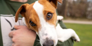 Alquilar mascotas en Japón: la nueva respuesta a la soledad urbana