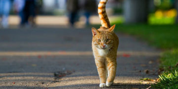 Dejar que su gato camine por el conjunto podría salirle en más de $233 mil pesos