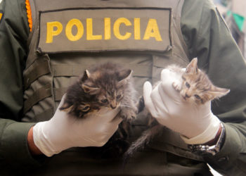 Inspectores y Policía se actualizan en la Ruta de Protección Animal en el Valle