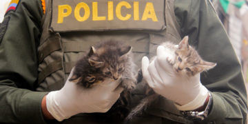 Inspectores y Policía se actualizan en la Ruta de Protección Animal en el Valle