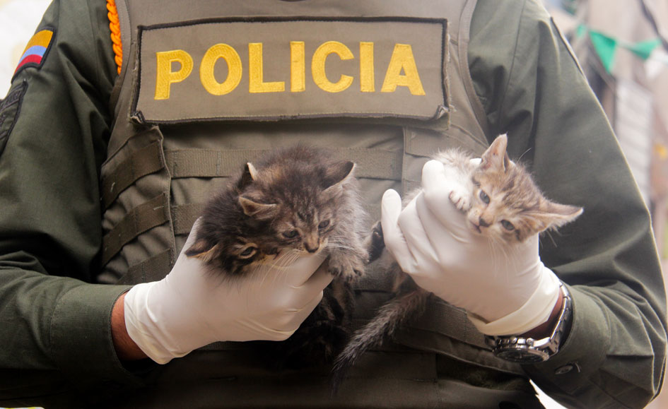 Inspectores y Policía se actualizan en la Ruta de Protección Animal en el Valle