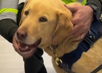 Zeus culmina su servicio y recibe emotivo homenaje de la Policía