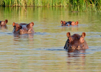 Gobierno plantea eutanasia de 80 hipopótamos de Escobar por riesgo ecológico