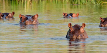 Gobierno plantea eutanasia de 80 hipopótamos de Escobar por riesgo ecológico