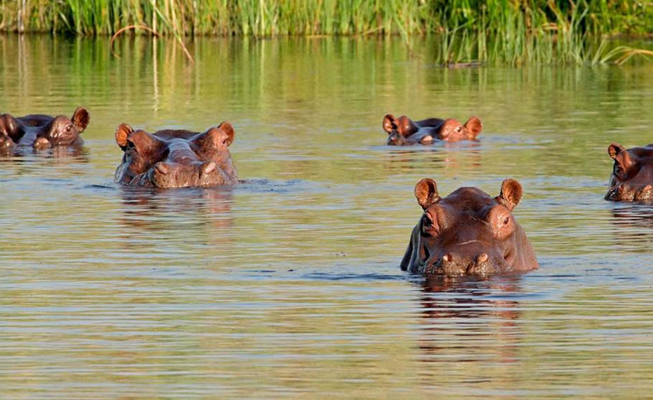 Gobierno plantea eutanasia de 80 hipopótamos de Escobar por riesgo ecológico