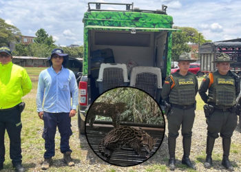 Rescatan dos ocelotes que permanecían en cautiverio en zona urbana de Jamundí