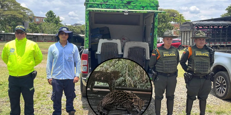 Rescatan dos ocelotes que permanecían en cautiverio en zona urbana de Jamundí