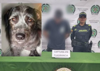 Autoridades capturan a hombre por violento caso de maltrato animal en Palmira