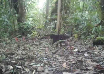Cámaras trampa registran por primera vez un tigrillo melánico en El Danubio, zona rural de Cali