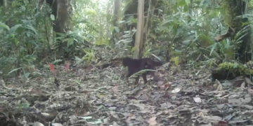 Cámaras trampa registran por primera vez un tigrillo melánico en El Danubio, zona rural de Cali