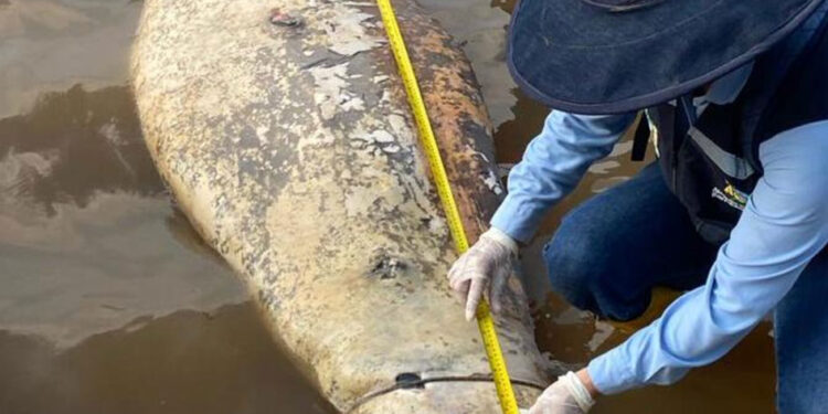 “Huele a petróleo”: misteriosa muerte de manatíes enciende alerta ambiental