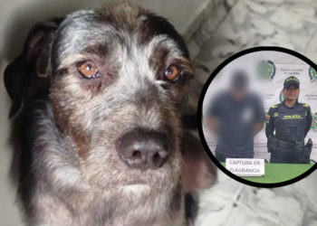 Rechazo en Palmira por libertad de hombre acusado de asesinar a un perro a golpes