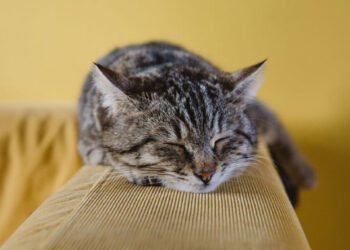¿Su gato duerme todo el día? Podría estar sufriendo una peligrosa enfermedad silenciosa