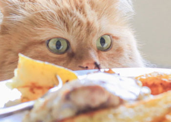 Veterinarios alertan sobre alimentos peligrosos para los gatos