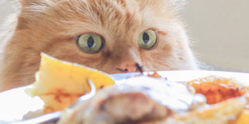 Veterinarios alertan sobre alimentos peligrosos para los gatos